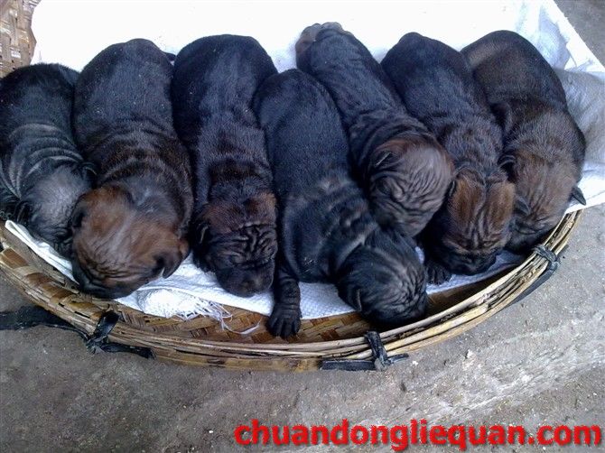 川东猎犬（重庆犬） Chinese chongqingdog 15
