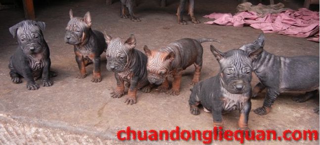 川东猎犬（重庆犬） Chinese chongqingdog 17