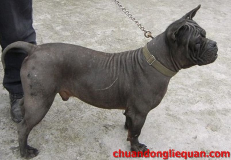 川东猎犬（重庆犬） Chinese chongqingdog 18