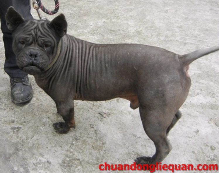 川东猎犬（重庆犬） Chinese chongqingdog 19