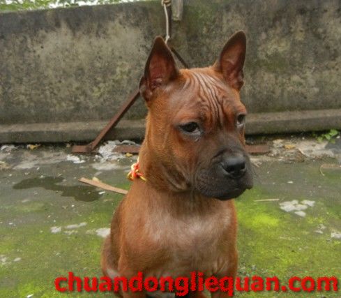 川东猎犬（重庆犬） Chinese chongqingdog  49