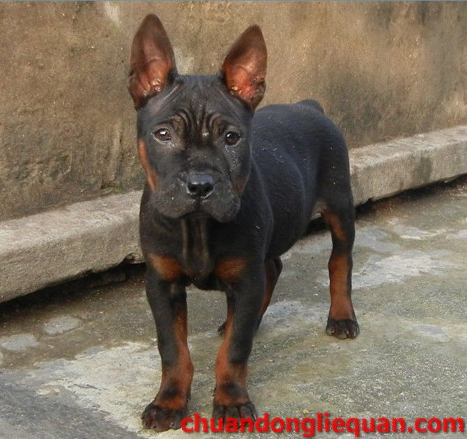川东猎犬（重庆犬） Chinese chongqingdog  56