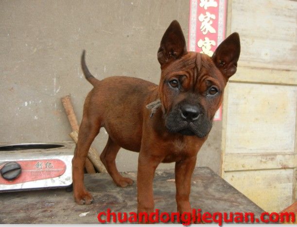 川东猎犬（重庆犬） Chinese chongqingdog  60
