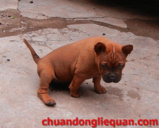 川东猎犬（重庆犬） Chinese chongqingdog  73
