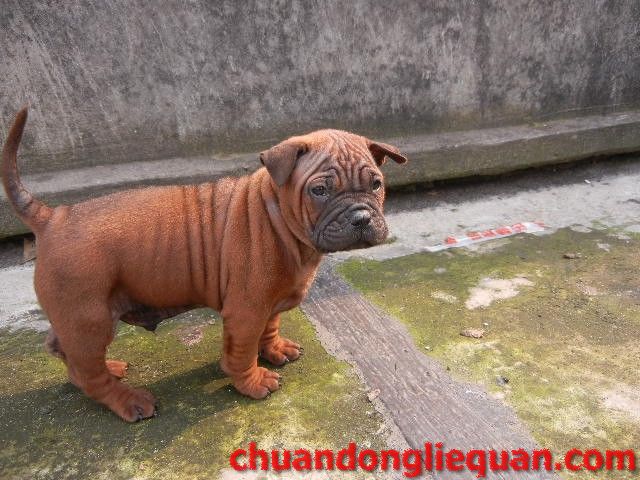 川东猎犬（重庆犬） Chinese chongqingdog  84