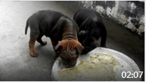 2011年11月07日（重庆犬Chongqing Dog）两只小公