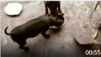 2010年12月05日川东猎犬（重庆犬Chongqing Dog）狗狗太吃的了