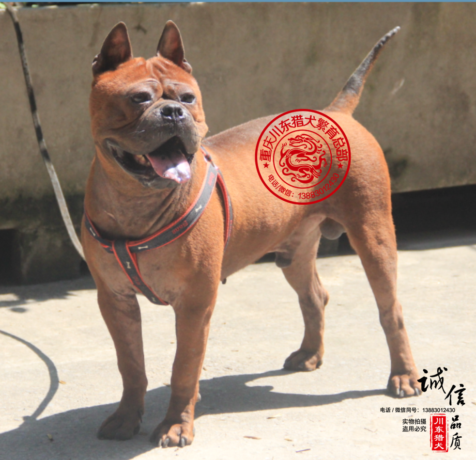 广东潮州犬，川东猎犬价格，山区打猎最厉害的狗