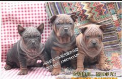 最新川东猎犬出售信息，两母一公三只幼犬出售